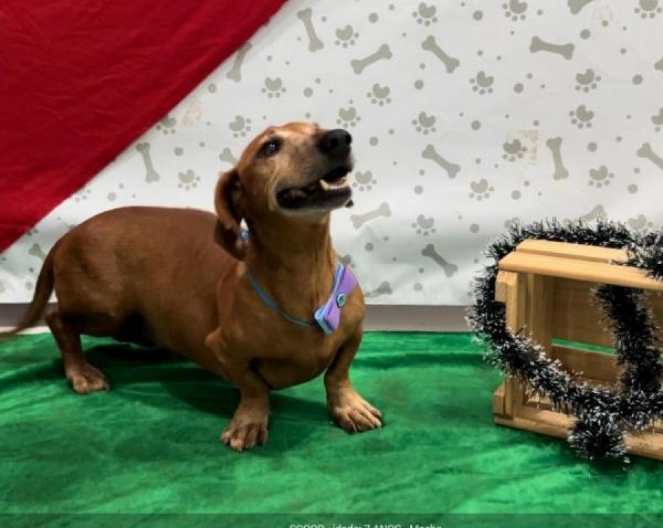 Samatec disponibiliza link para adoção de cães