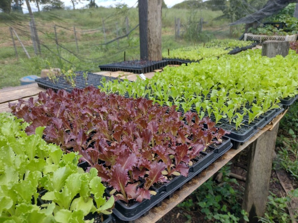 Entrega de mudas de hortaliças beneficia pequenos produtores em Rondonópolis