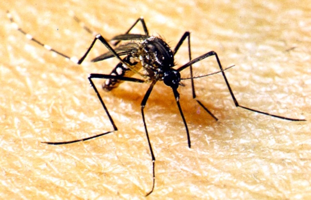Semana D contra dengue em Mato Grosso será de 18 a 30 de março