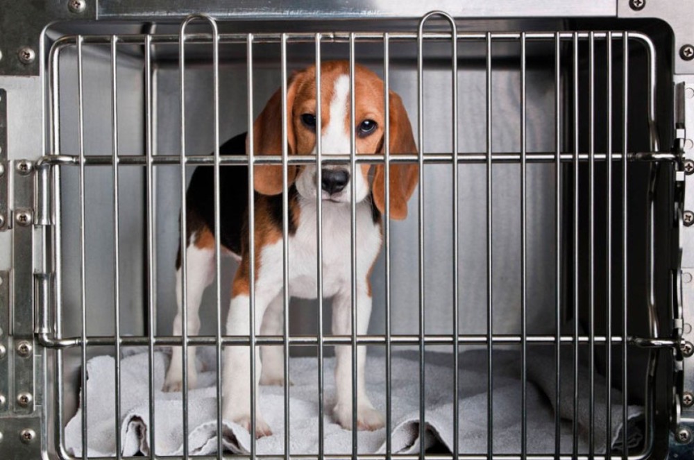 Projeto autoriza dedução no IR de doações para a proteção de animais