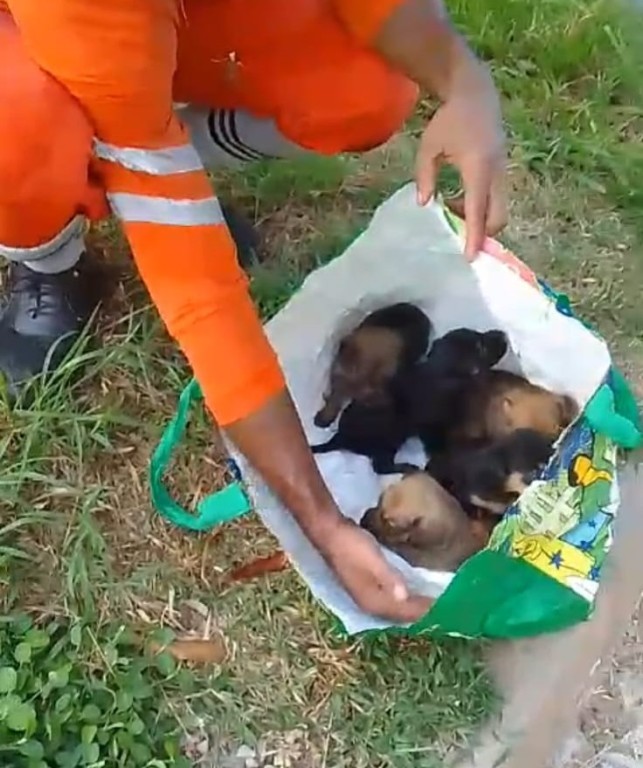 Equipe de limpeza salva cinco filhotes de cães jogados no lixo
