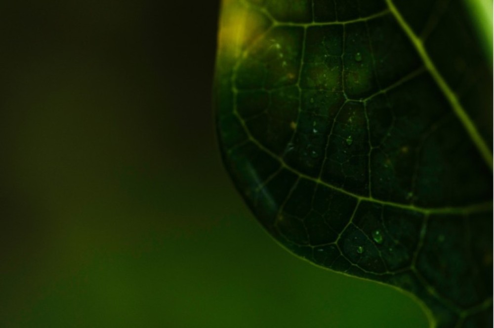Conciliação ambiental, segurança jurídica e Recomendação 003/2024