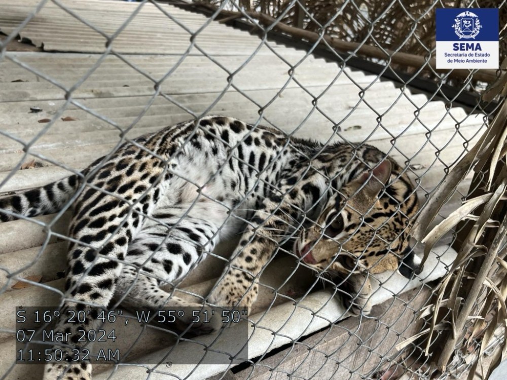 Jaguatiricas serão enviadas pela Sema-MT para projeto de conservação no Tocantins
