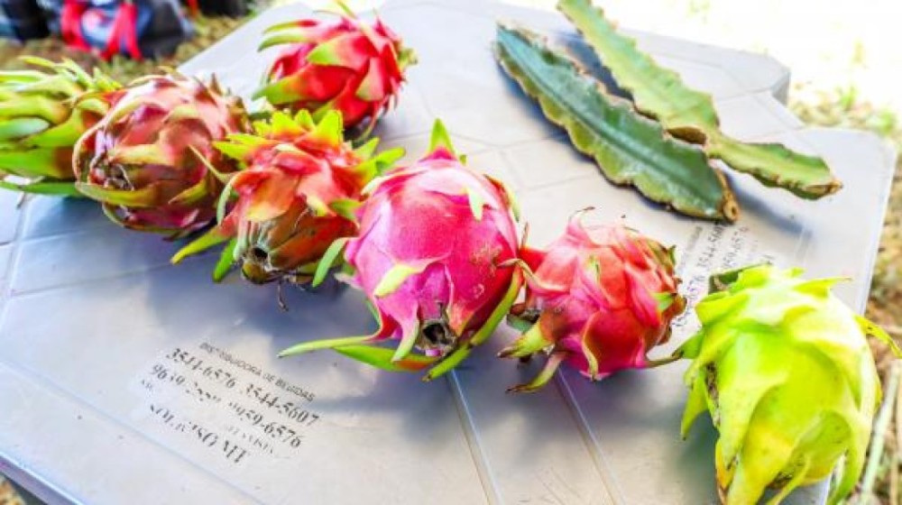 Rentabilidade da pitaya chama atenção de produtores rurais de Sorriso