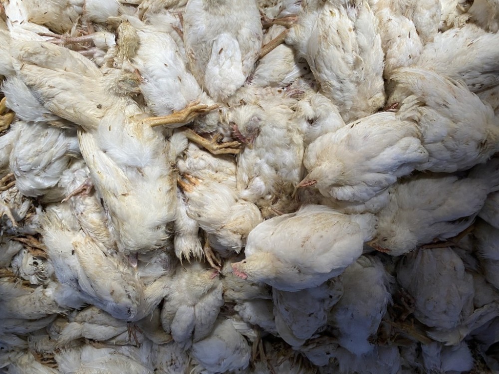Brasil já soma 160 casos de gripe aviária