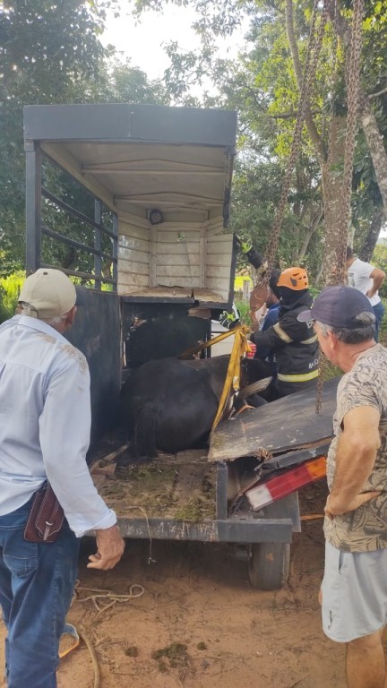 Bombeiros resgatam cavalo que ficou preso em ferragens de trailer de transporte