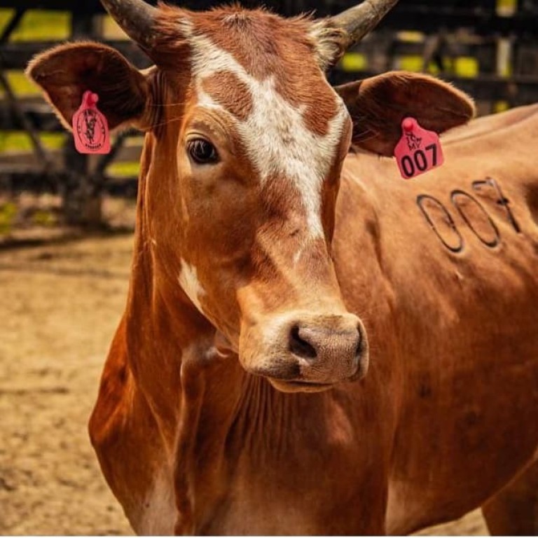 Brasil Avança em Rastreabilidade Bovina para Ampliar Exportações