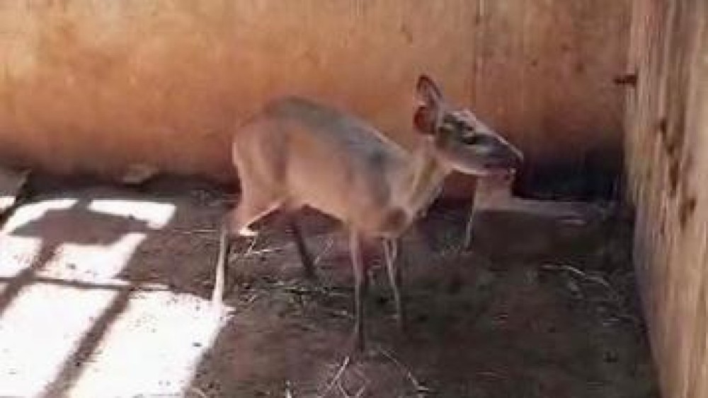 Veado-roxo encontrado amarrado é solto pela Sema em Nova Mutum; veja vídeo