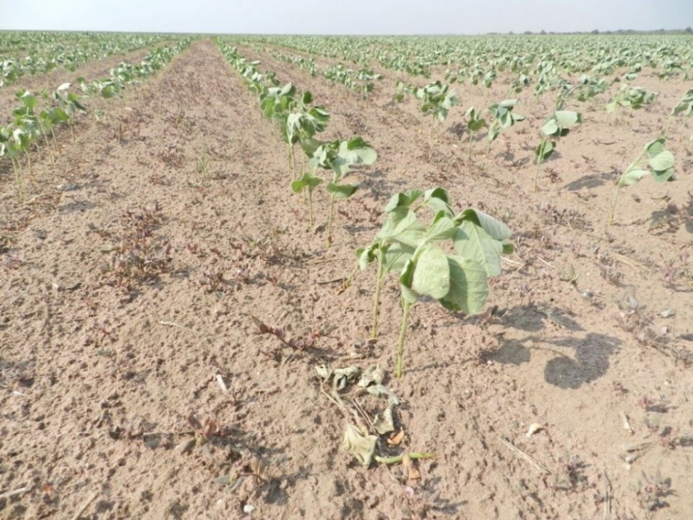Conab traça perfil nacional da sojicultura diante das intempéries climáticas