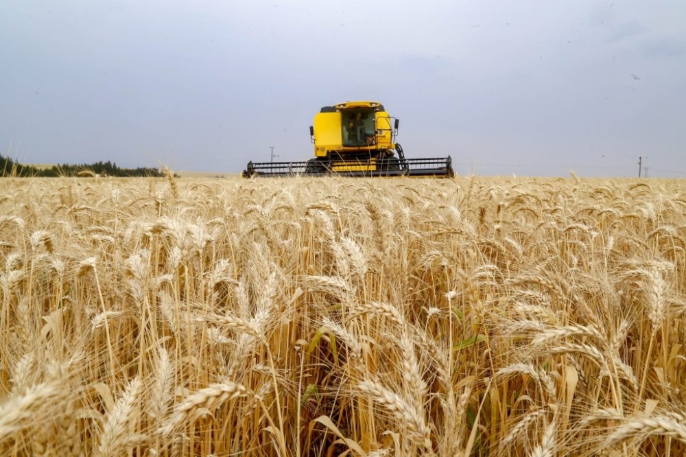 Clima adverso ameaça safras de milho e trigo no Paraná