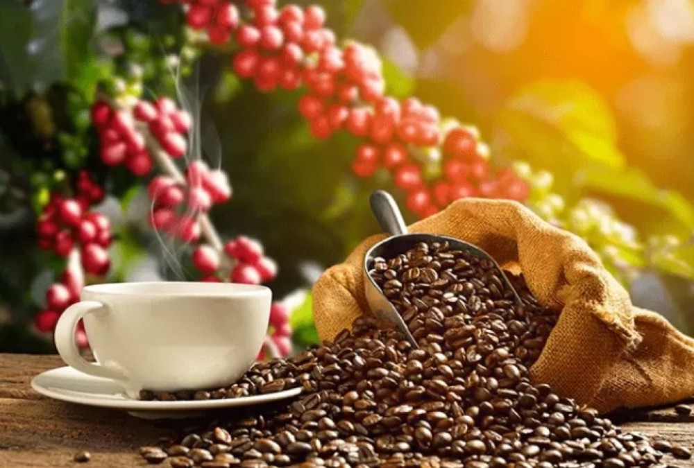 Produção mundial de café atinge recorde de 178 milhões de sacas, diz OIC