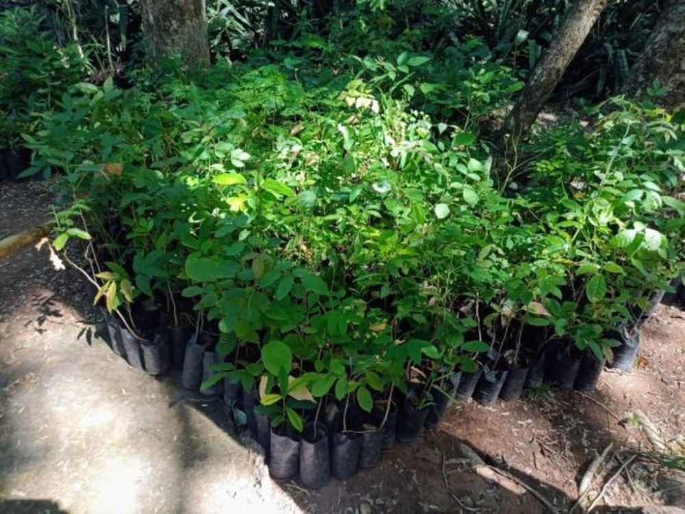 Secretaria recebe 800 mudas do IFMT em reconhecimento ao trabalho pela educação ambiental