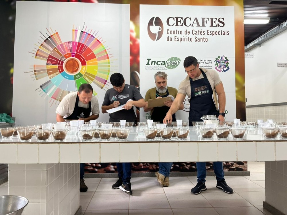 Pesquisa identifica os melhores clones de café para produção em Mato Grosso