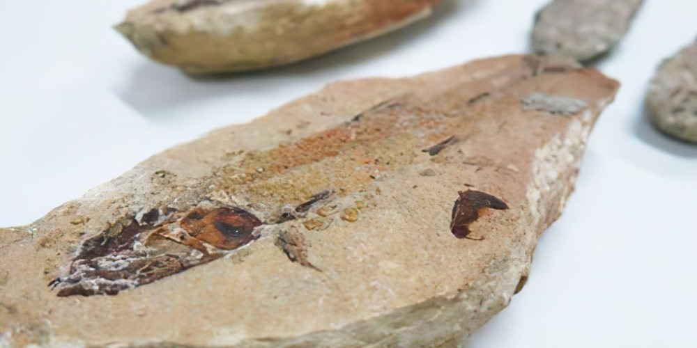 Fósseis repatriados da França vão para museu no Ceará