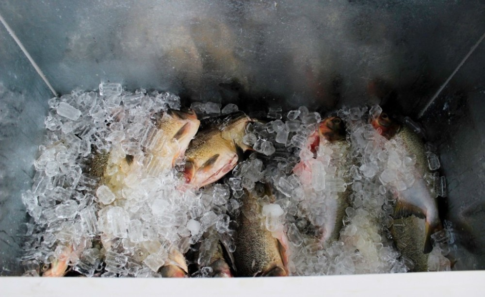 'VG Santo Peixe' contabiliza a venda de mais de 32 toneladas de pescados
