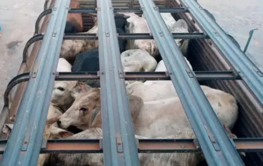 Projeto de Lei propõe aumento da alíquota de exportação de animais vivos para combater o sofrimento durante o transporte