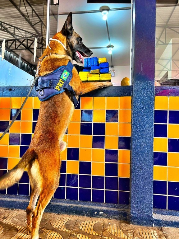 Equipe de Operações com Cães da PRF realiza apreensão de drogas em fiscalização na BR 364