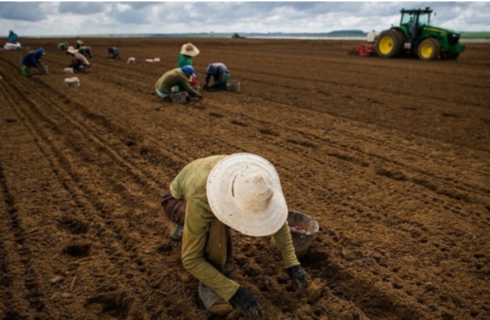 CMN faz ajustes no Proagro focando economia de R$ 1 bilhão e apoio aos pequenos agricultores
