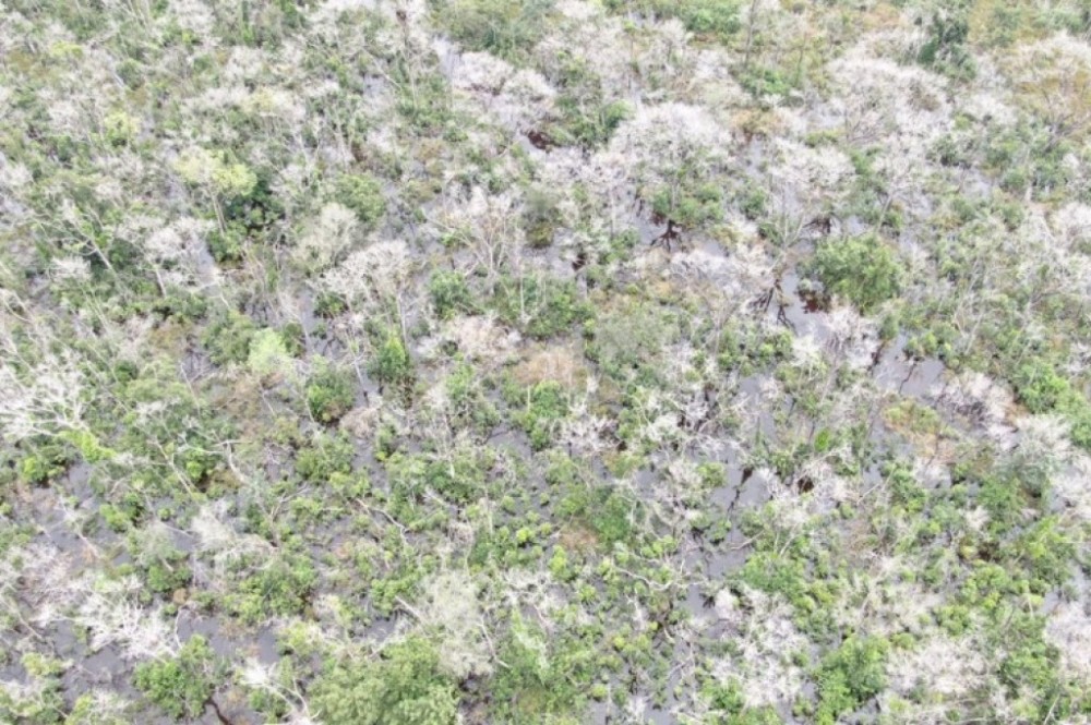 MPMT recorre ao TJ para garantir prisão preventiva de pecuarista