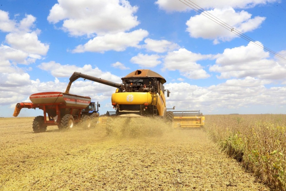 Colheita de soja no Brasil avança, mas fica atrás de 2022; milho enfrenta desafios climáticos