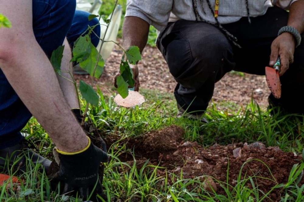 Verde Novo quer plantar 300 mil novas mudas de árvores em cinco anos