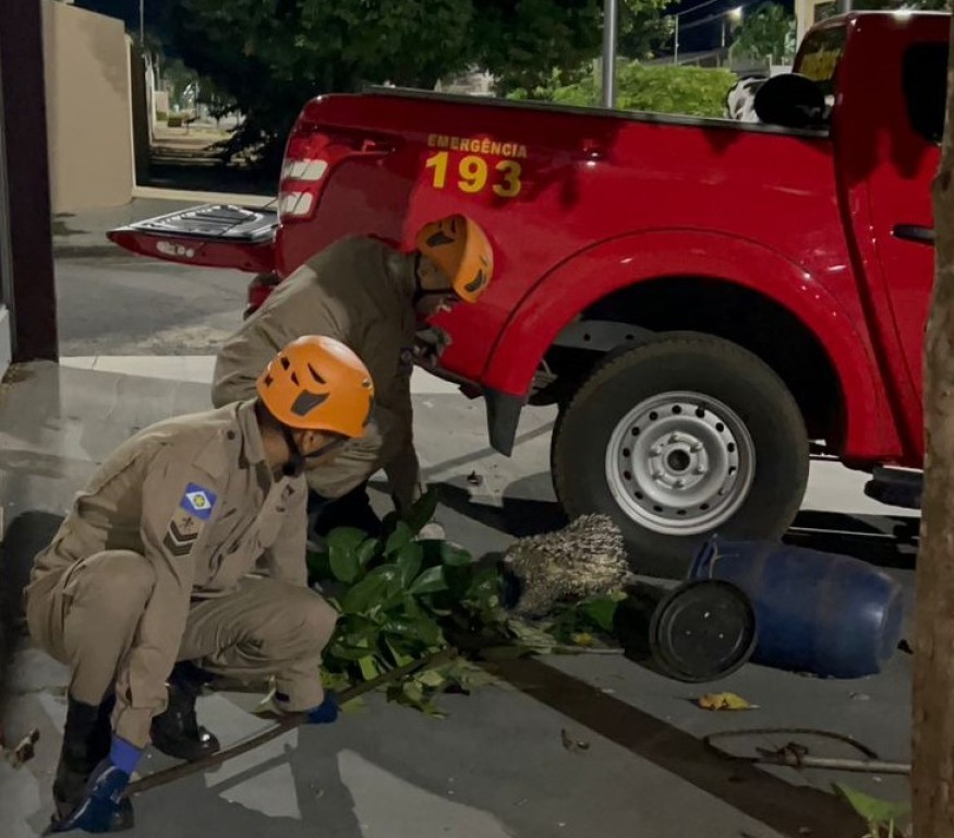 Bombeiros resgatam porco-espinho encontrado em residência em Primavera do Leste