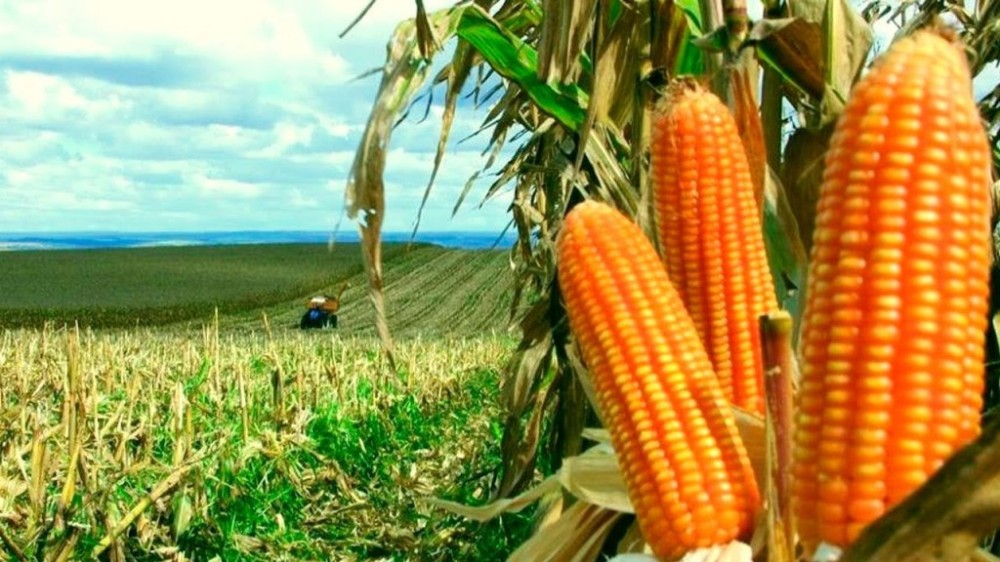 Por conta do clima, Brasil deve produzir 129,15 milhões de toneladas de milho na safra 2023/24