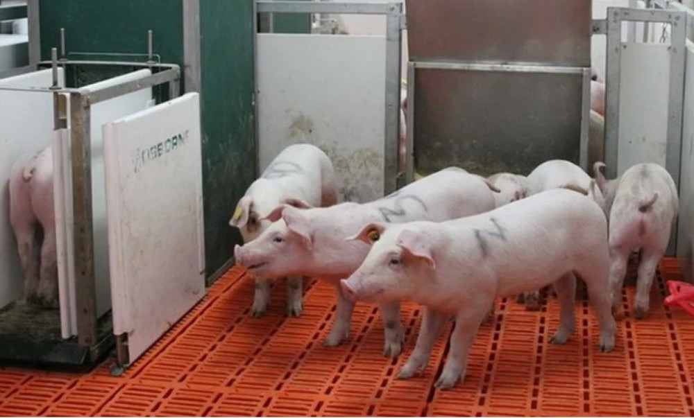 Núcleo de Estudos em Produção de Suínos, de Montes Claros, ganha selo internacional