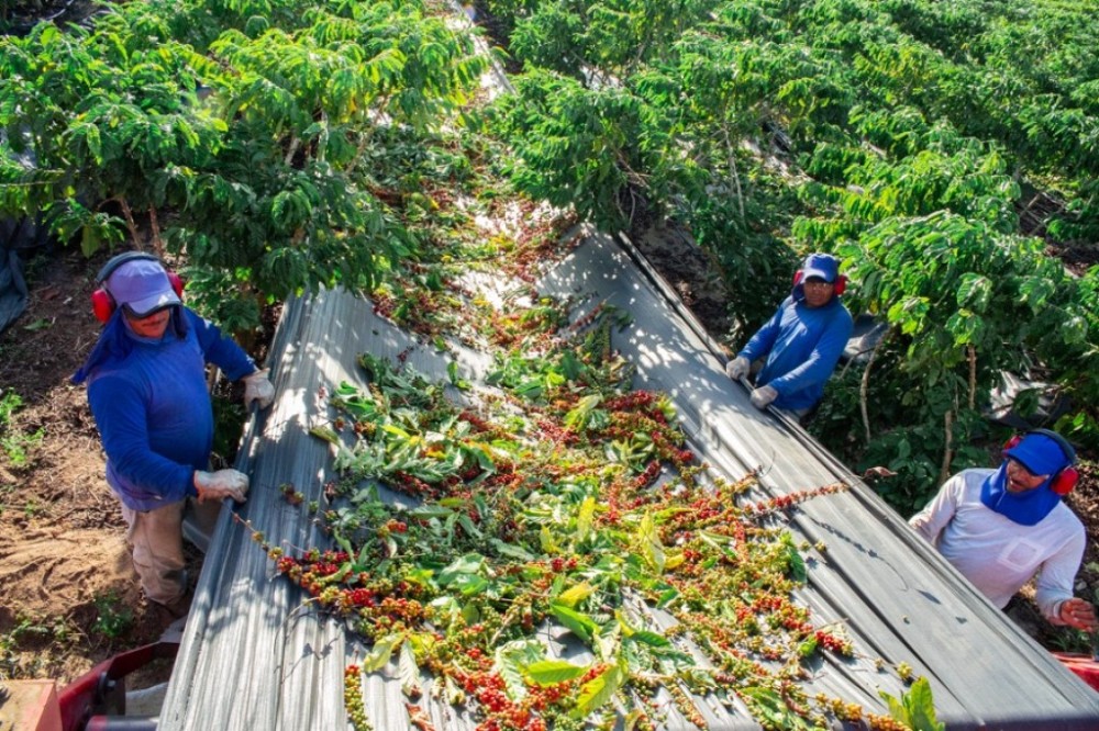 Safra de café no Espírito Santo sofre impacto do calor intenso, mas mercado mantém otimismo