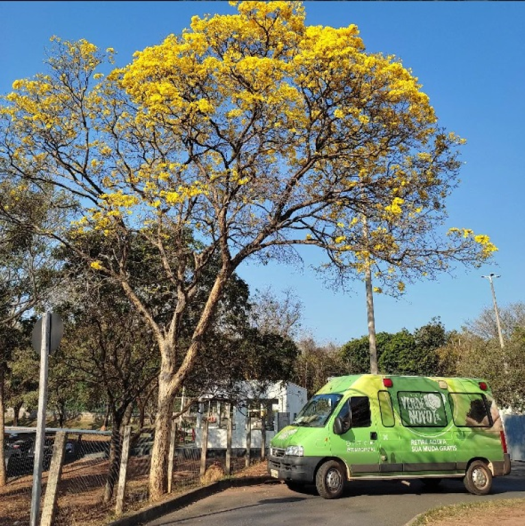 Arborização urbana: veja antes e depois de avenida de Cuiabá com mudas plantadas pelo Verde Novo
