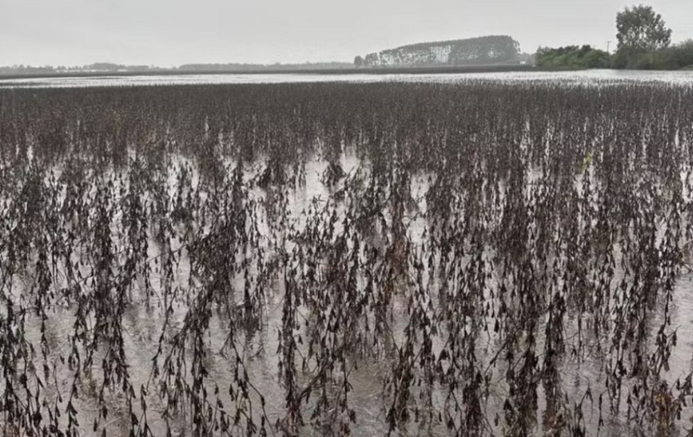 Chuvas devastadoras no Rio Grande do Sul ameaçam safra e deixam agricultores em alerta