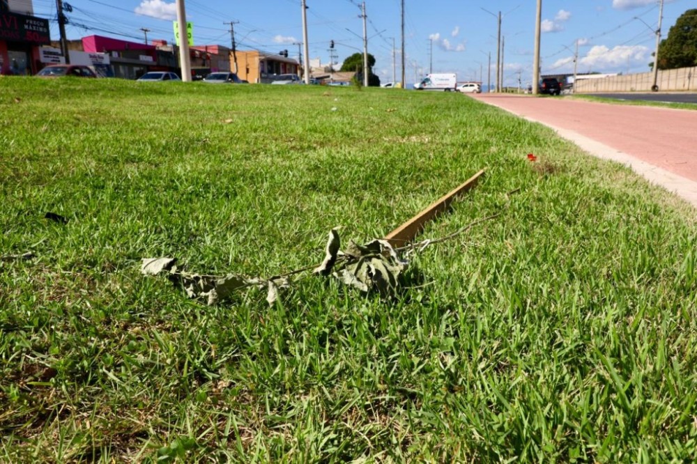 Cultivados há 20 dias, Ipês são arrancados do canteiro central da Avenida Dante Martins de Oliveira