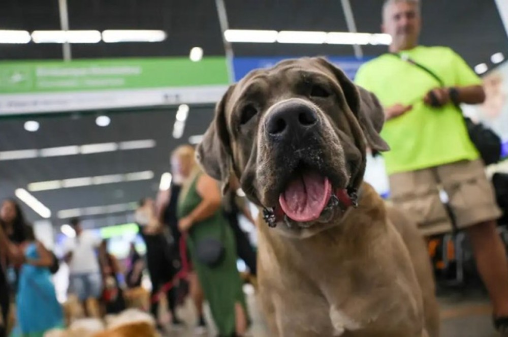 Após morte de cachorro, projetos buscam estabelecer regras para transporte de animais
