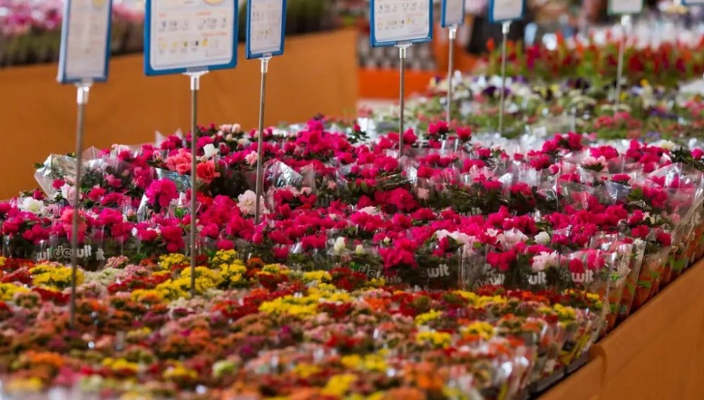 Dia das mães deve movimentar 16% do mercado anual de flores no Brasil