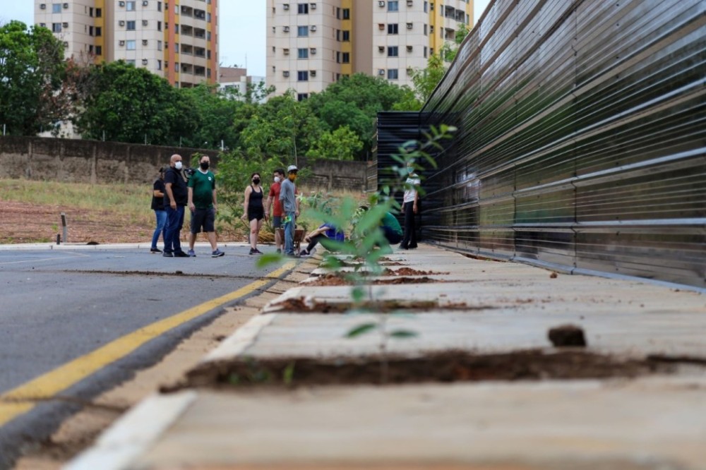 Projeto Verde Novo orienta plantio consciente e com planejamento