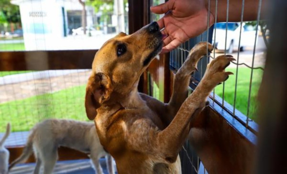 Prefeitura deve iniciar programa para esterilização de cães e gatos