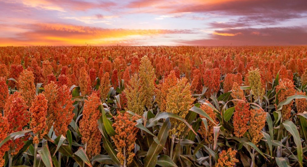 Brasil pode se tornar terceiro maior produtor mundial de sorgo