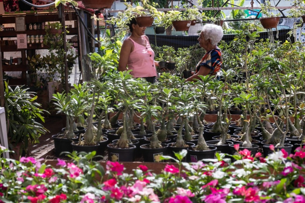 7º Festival de Rosas do Deserto e Flores no Shopping Orla tem início; público encontrará mais de trezentas variedades de plantas disponíveis
