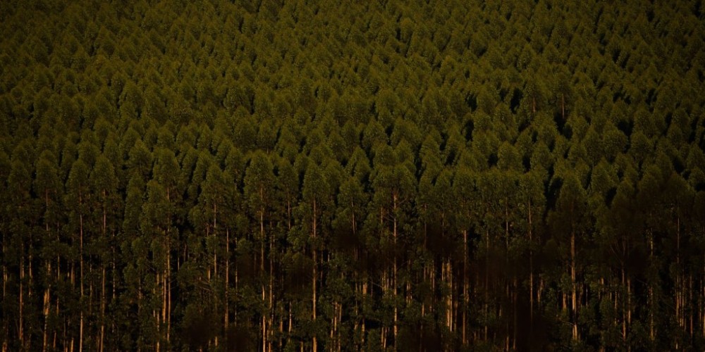 Câmara retira plantação de eucalipto da lista de atividades poluidoras