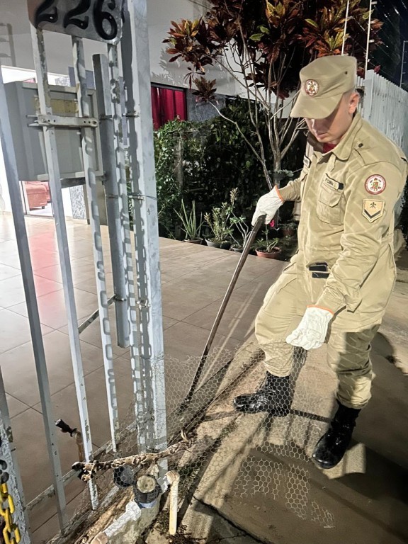 Bombeiros capturam cobra surucucu que estava em portão de residência