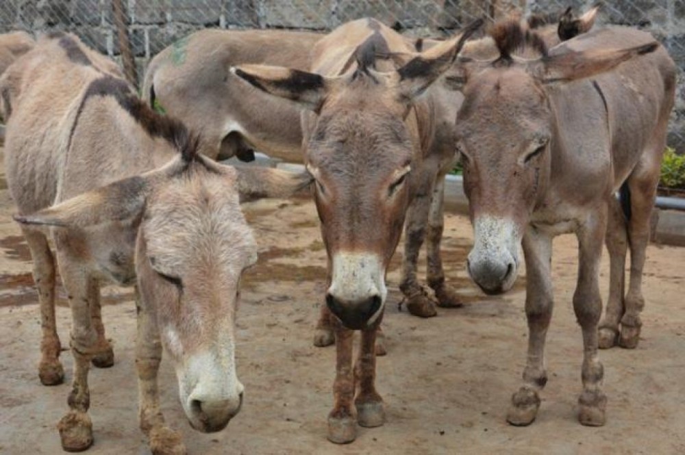 Abate indiscriminado ameaça extinção de jumentos no Brasil, alertam USP