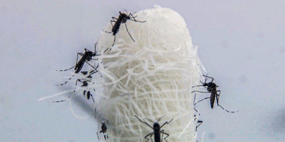 Brasil ultrapassa 5 milhões de casos prováveis de dengue