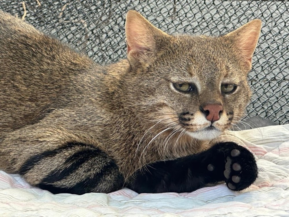 Gato-palheiro resgatado em MT passa a viver em zoológico de SP para reprodução da espécie