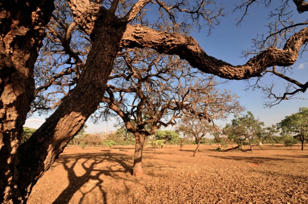 Avanço da desertificação na caatinga vai ser debatido na CMA, nesta terça