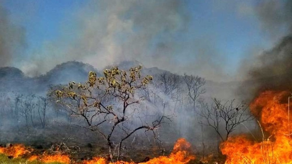 Desmatamento no Brasil cai em 2023, mas concentração sobe no Cerrado