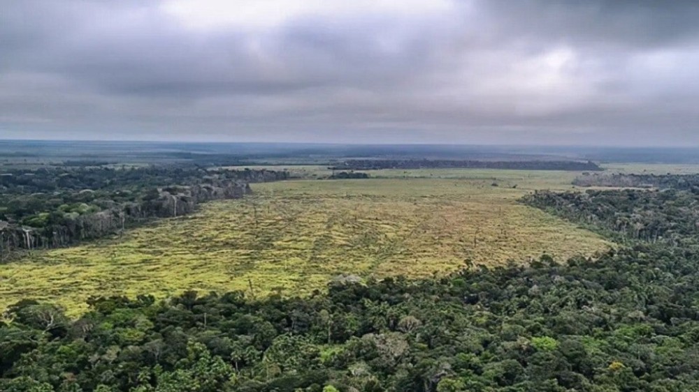 Desmatamento no Cerrado é maior do que na Amazônia