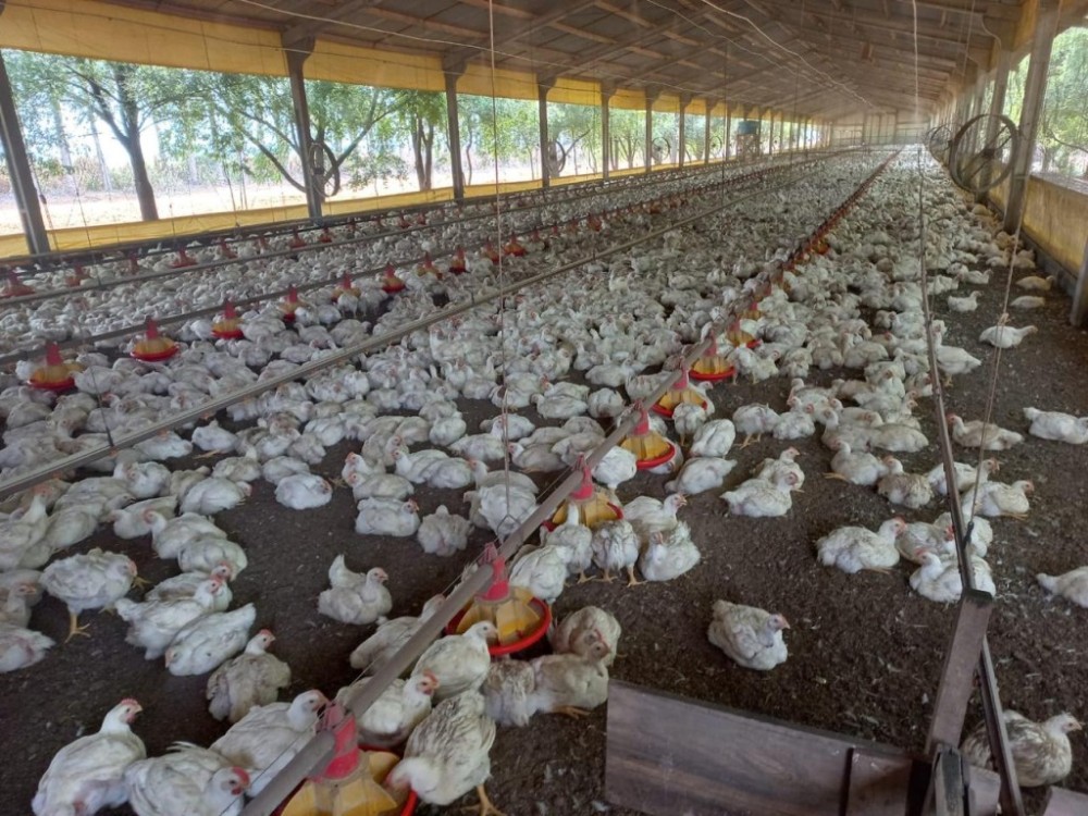 Campanha estadual de atualização de rebanho termina na próxima terça-feira (04)