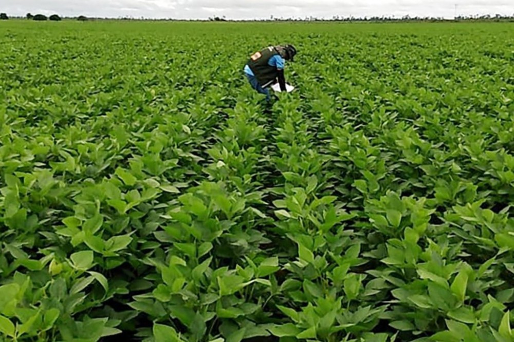 Relatório do Departamento de Agricultura dos Estados Unidos traz visão otimista do plantio de soja no Brasil