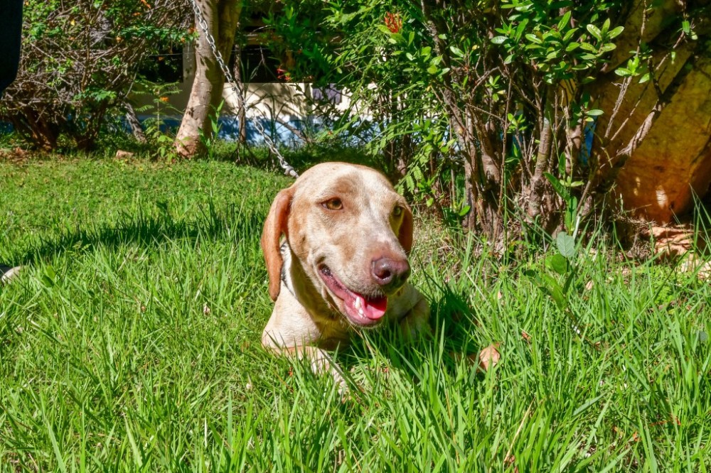 Procurando um amigo? Bem-Estar Animal está com campanha de adoção virtual para oito cães