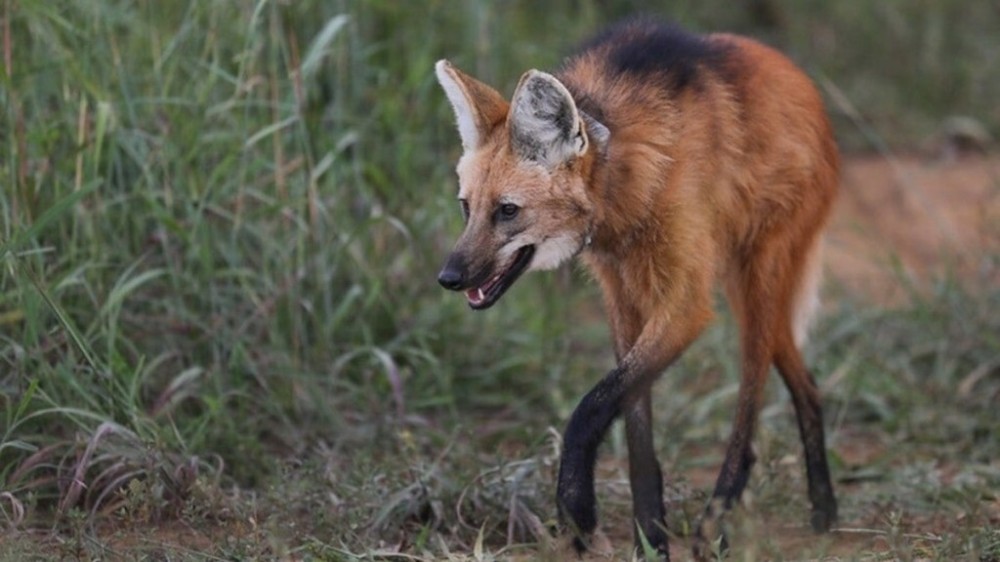 Batalhão de Polícia Ambiental resgatou mais de 1,5 mil animais nas estradas do DF